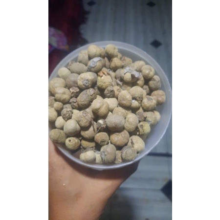 Biji Jati Emas / Janggleng  1kg siap semai