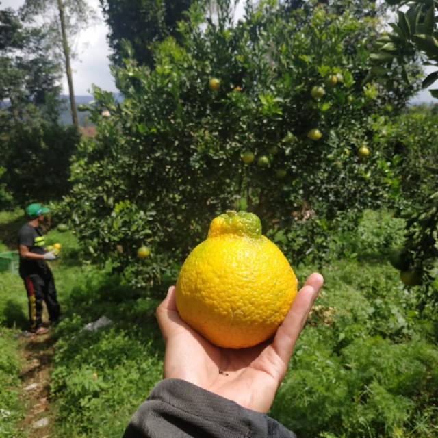 

Jeruk decopon
