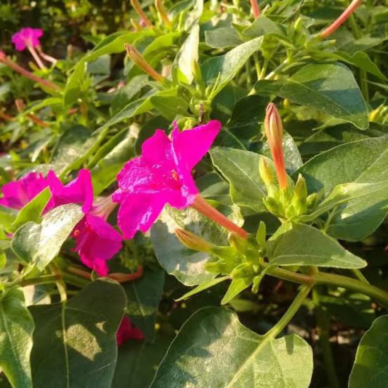 

Jual Daun Bunga Pukul Empat Fres 1Kg