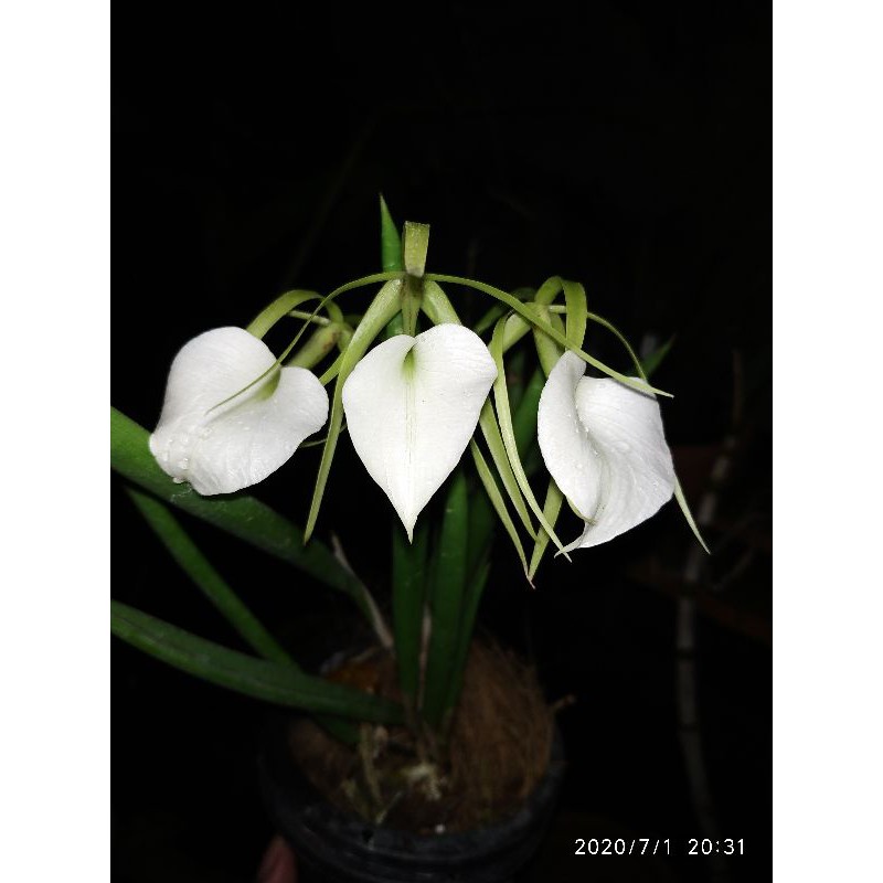 Brassavola Nodosa