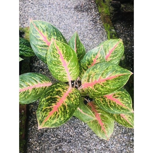 Aglonema Big Papa rumpun siap pajang