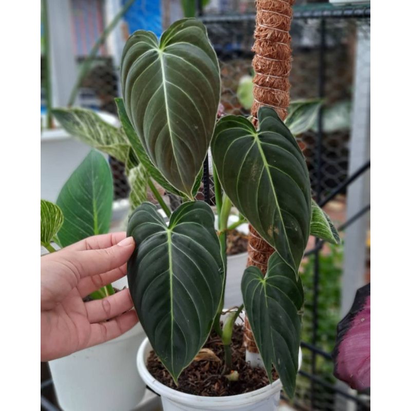 Tanaman philodendron melano / tanaman hias philo milano