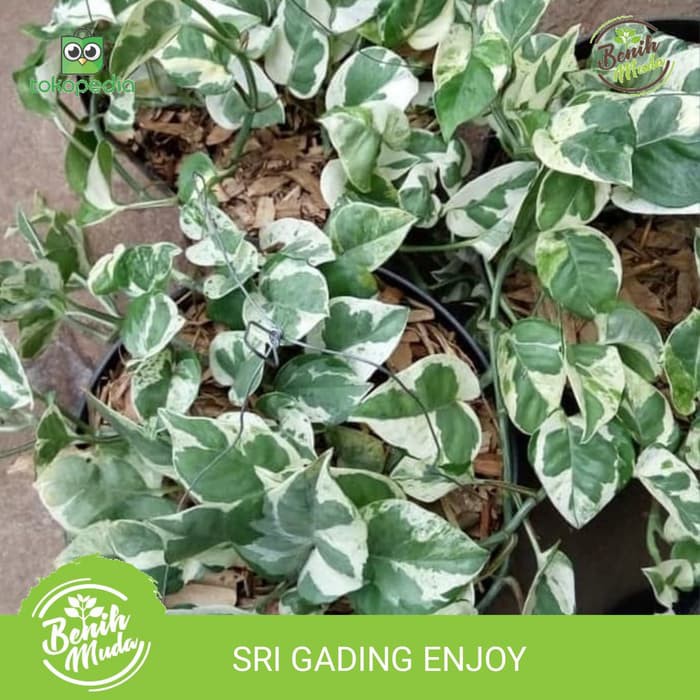 Tanaman Hias Sri Gading Enjoy