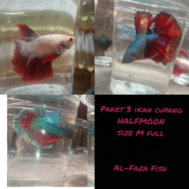 jual ikan hias-paket 3 ikan cupang-paket murah-cupang HALFMOON-jantan-warna random