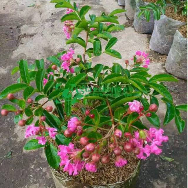 Bibit Bunga Sakura Pink