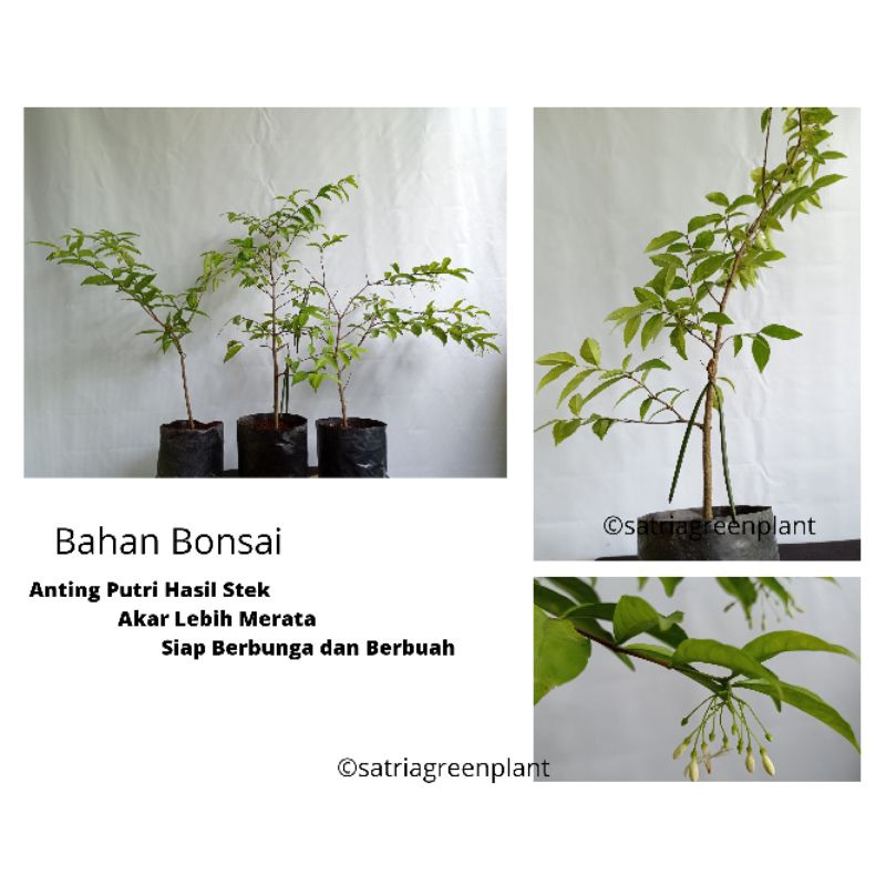 Bahan Bonsai Anting Putri Hasil Stek (akar lebih merata siap berbunga menghasilkan biji)