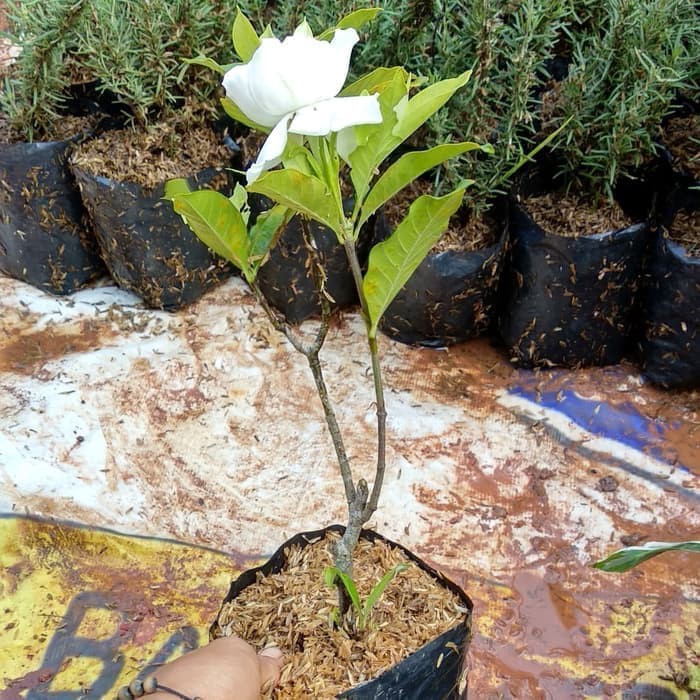 Pusat tanaman bunga melati kaca piring - binomial Gardenia