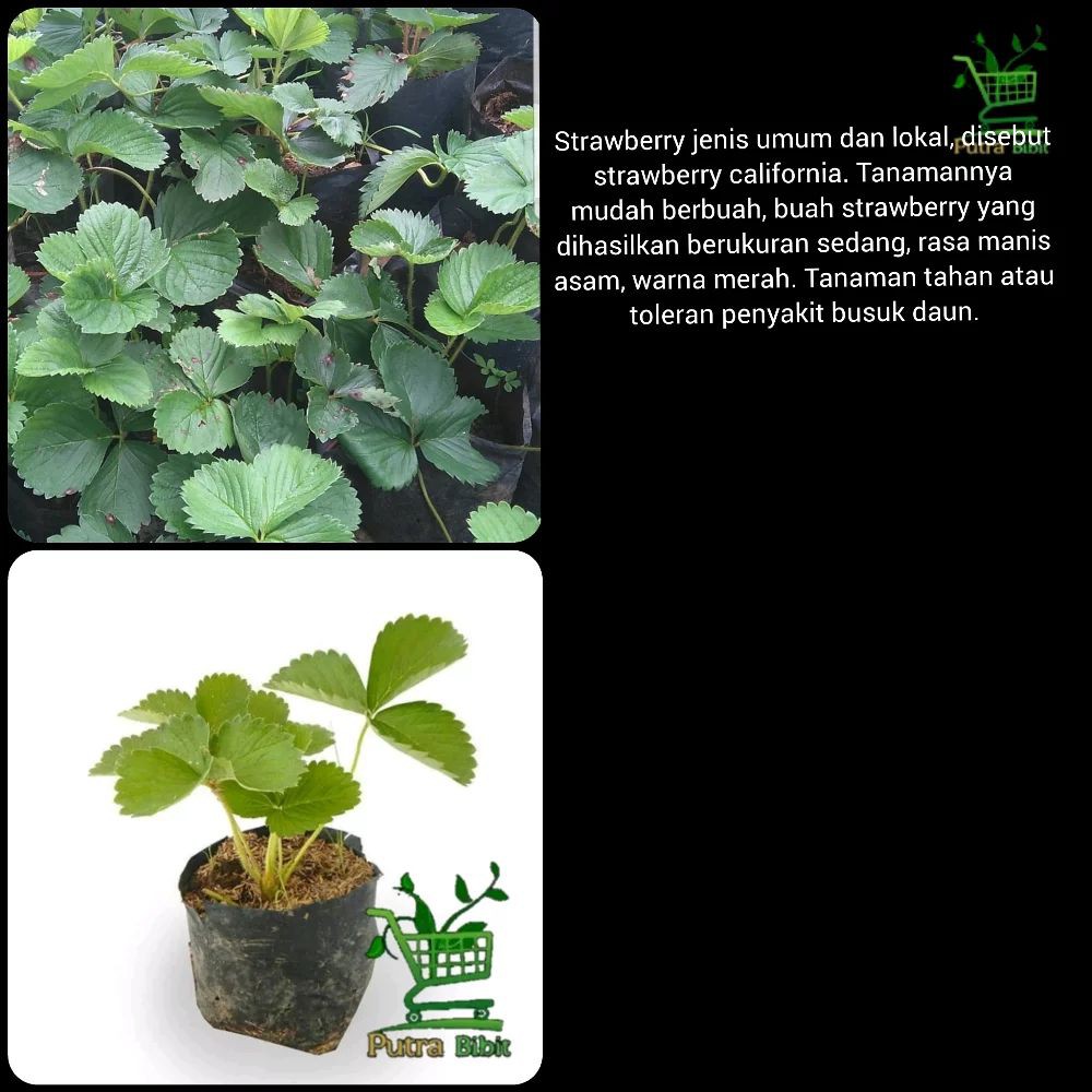 Jual Bibit Strawberry California - Tanaman Strawbery - Pohon Buah ...