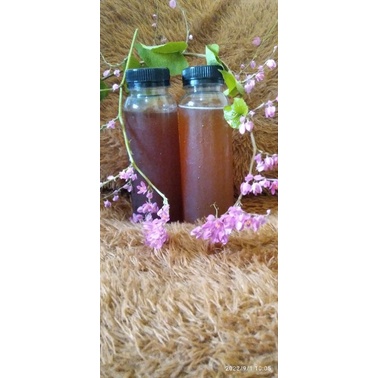 

madu trigona apicalis (madu sultan)