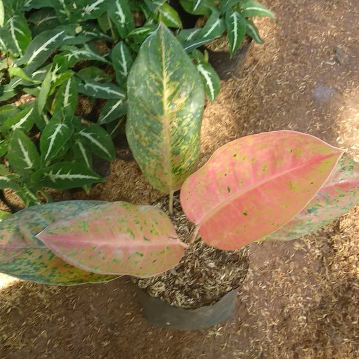 tanaman hias aglonema big Roy - aglaonema bigroy