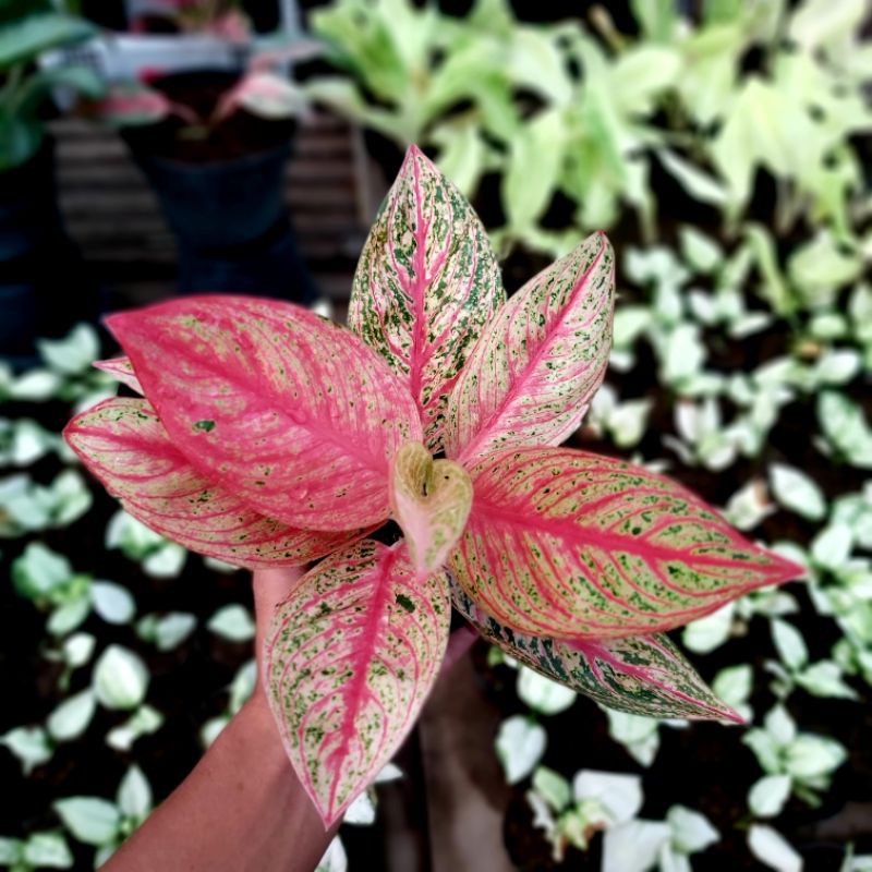 Legacy Merah/aglaonema merah/aglaonema red/aglaonema murah/aglaonema