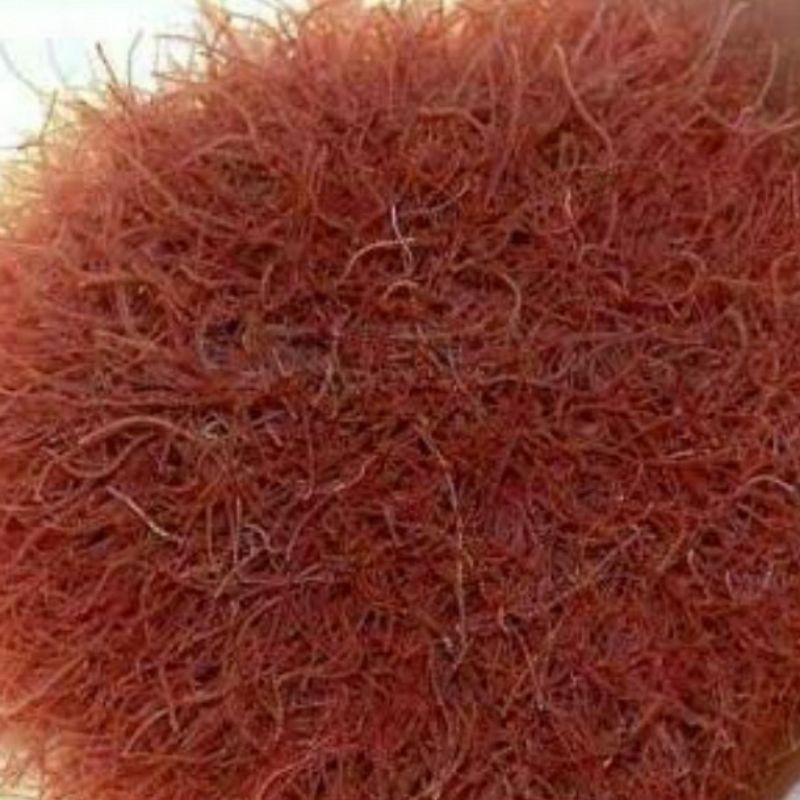 CASUT CACING SUTRA / CACING RAMBUT PAKAN CUPANG IKAN HIAS / BURAYAK CUPANG