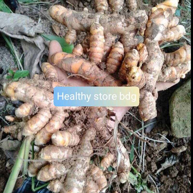 

Kunyit kuning segar bumbu masak 1 kg