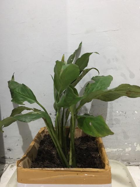 Tanaman Bunga Peace Lily Spethiphyllum Atau Sepatu Fillum