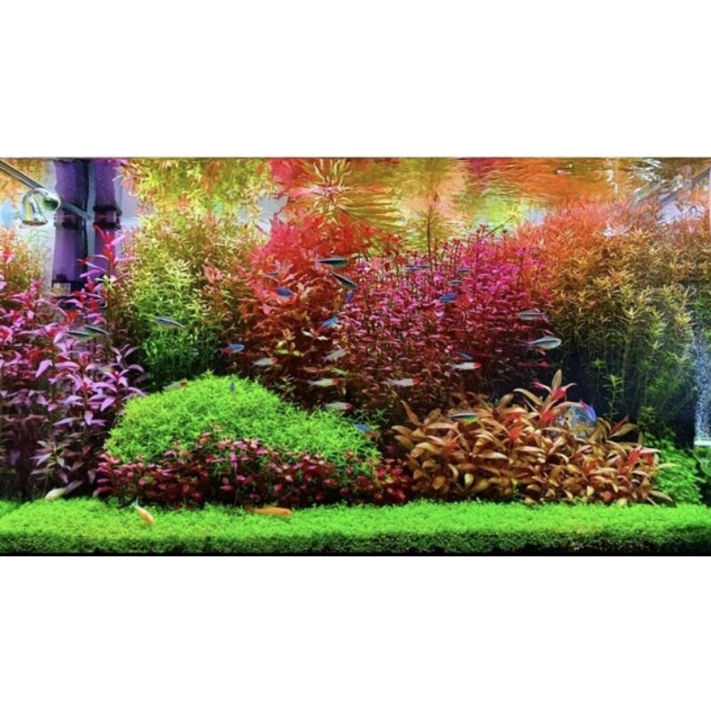 paket tanaman setemplen tanaman aquascape hiasana aquarium