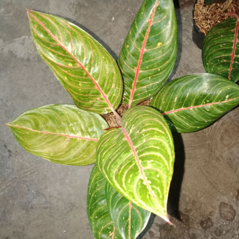 aglaonema black diana