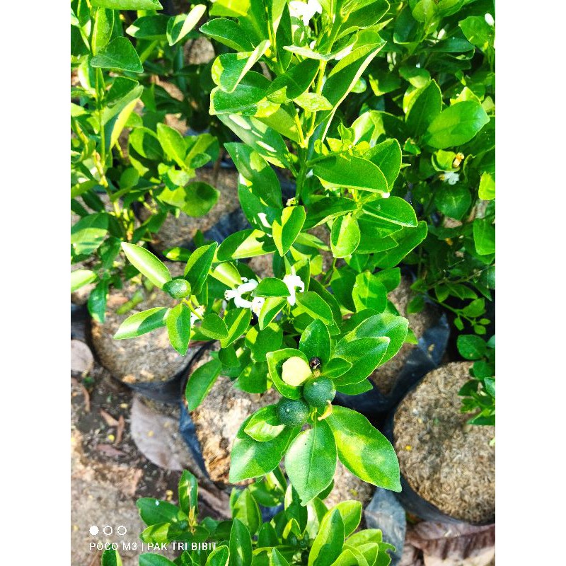 Produc Bibit Pohon Jeruk Kip/Lemon Cina Sdh Berbuah Kecil2 Tinggi 50-60Cm
