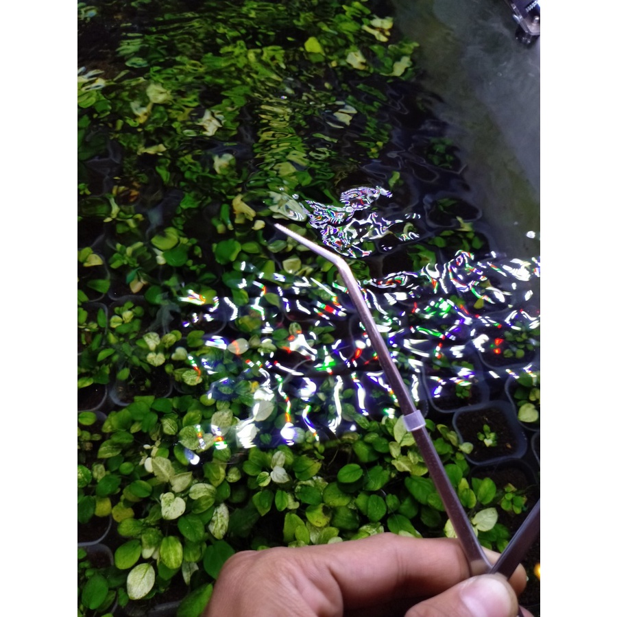 PROFESSIONAL PINSET BENGKOK AQUARIUM AQUASCAPE ANTI SLIP DAN LANCIP