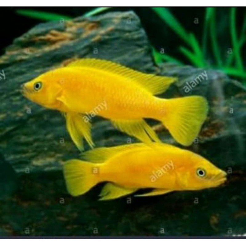Neolamprologus Leleupi Tanganyika African Cichlid