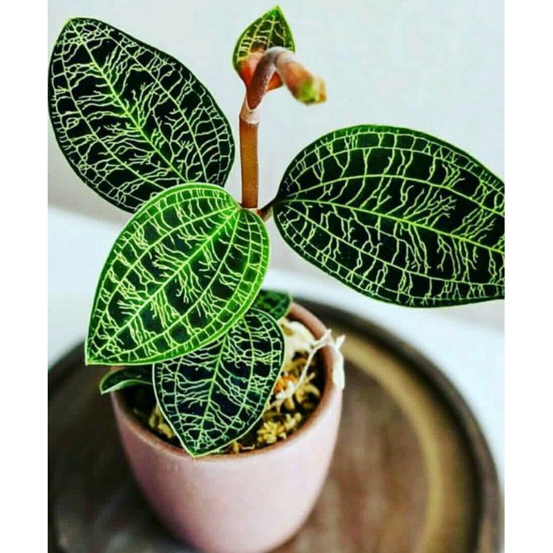 Bunga Anggrek Permata