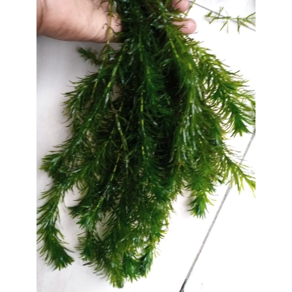 ganggang air tawar panjang