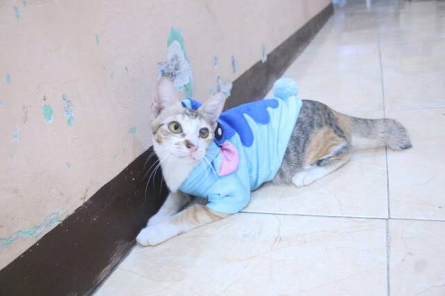 Kostum stitch &amp; lilo untuk kucing dan anjing lucu / baju kucing murah size S M L XL