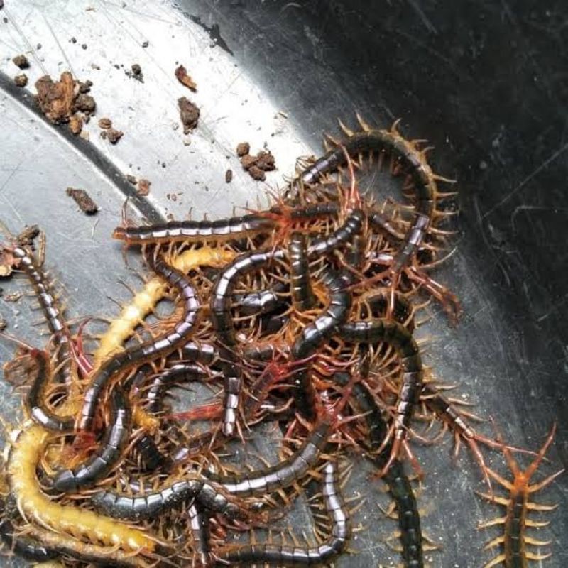 Kelabang Hidup Size Besar