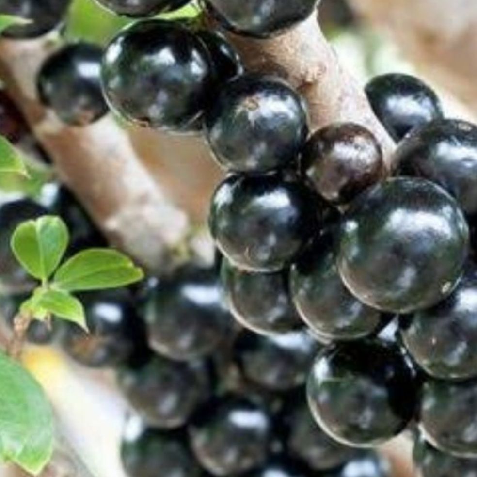 bibit pohon buah anggur brazil / bibit anggur brazil / pohon anggur brazil / tanaman buah anggur