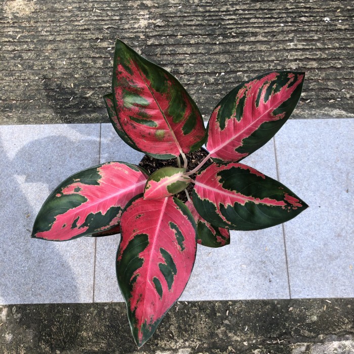 SALE Bonggol Aglonema Kochin Hello Kitty