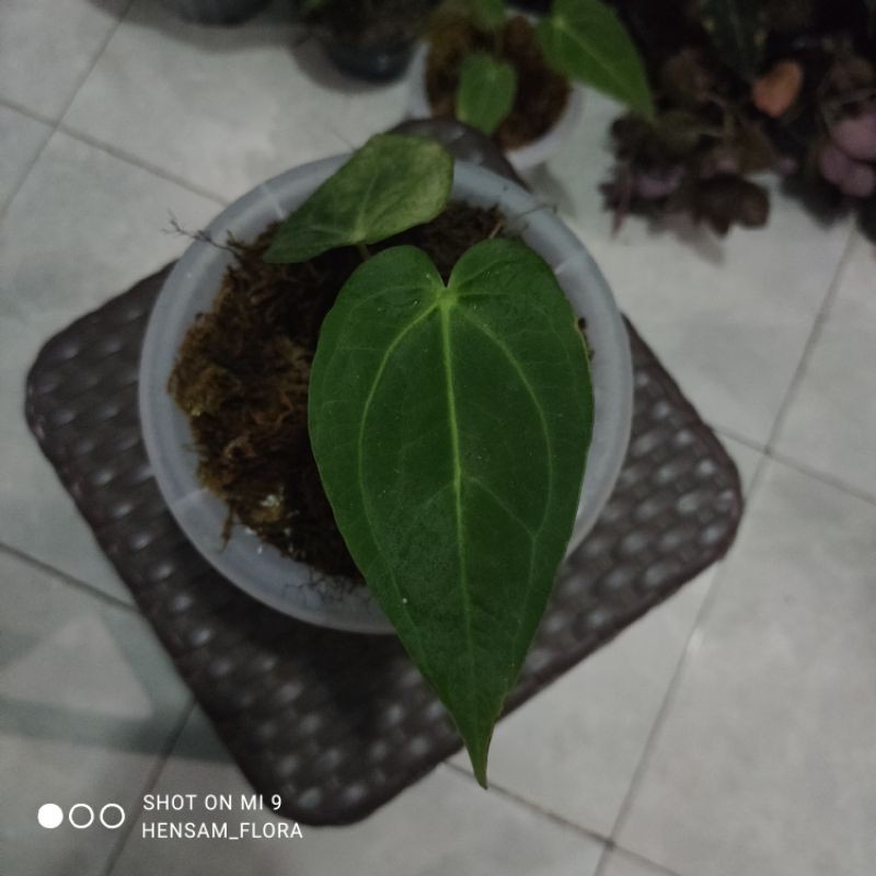 TANAMAN HIAS LIDAH GAJAH / WAROCQUEANUM REGULAR