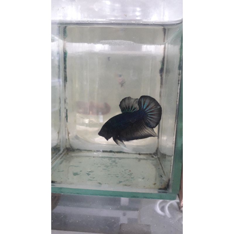 ikan cupang avatar bbl