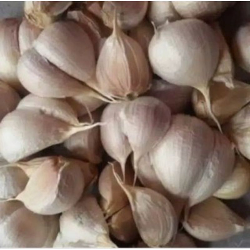 

bawang putih kating