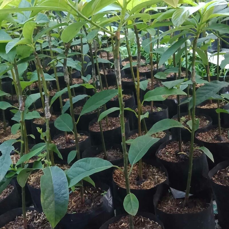 promo 10 Bibit alpukat Mentega miki okulasi