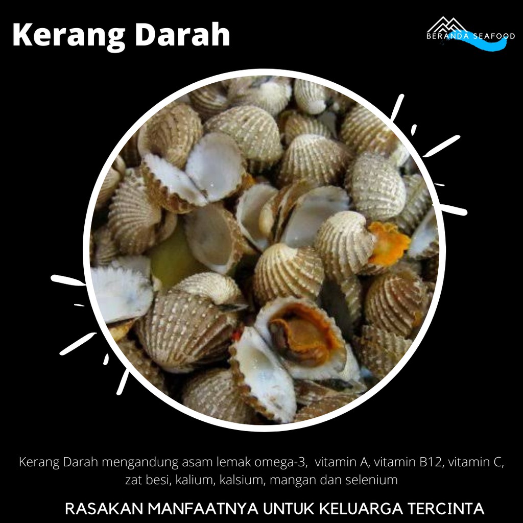 

Kerang Dara Segar (kualitas super premium)