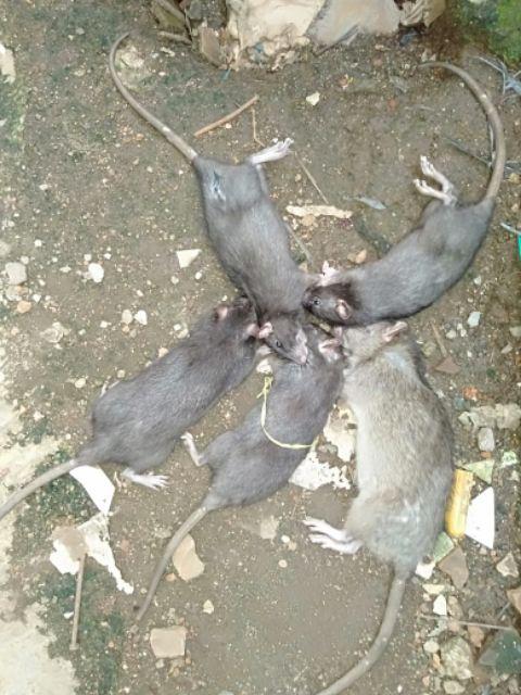 Racun Tikus Mao Wang 100%  Asli Hologram Blink Original