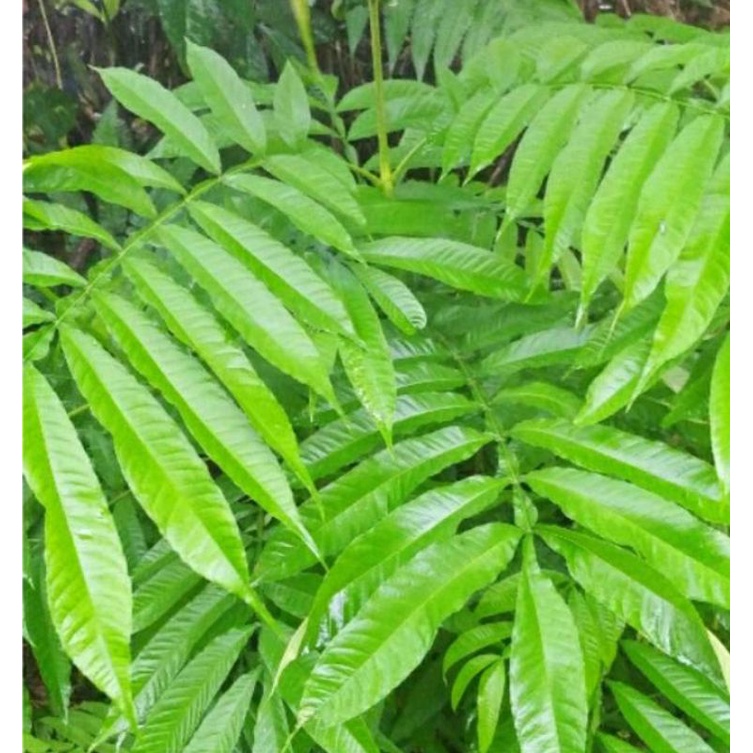 daun sungkai 100gr daun beribu manfaat bagi kesehatan