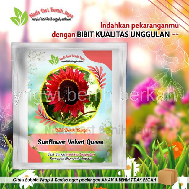 Benih bunga Matahari Merah Sunflower Velvet Queen / biji bunga sunflower ( 5 biji  )