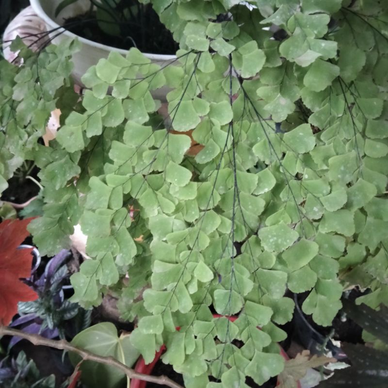 Tanaman Suplir kipas / Suplir Kipas / tanaman hias / bunga suplir  / bunga mawar / bunga segar / bib