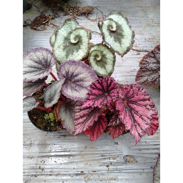 begonia paket silver baldu Rexred keong