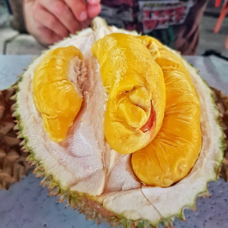 Bibit durian montong kaki 3 Super