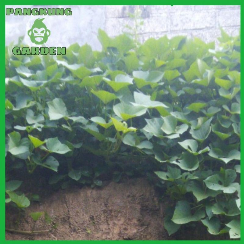 Tanaman Hias ipomoea Batatas | Ubi Jalar