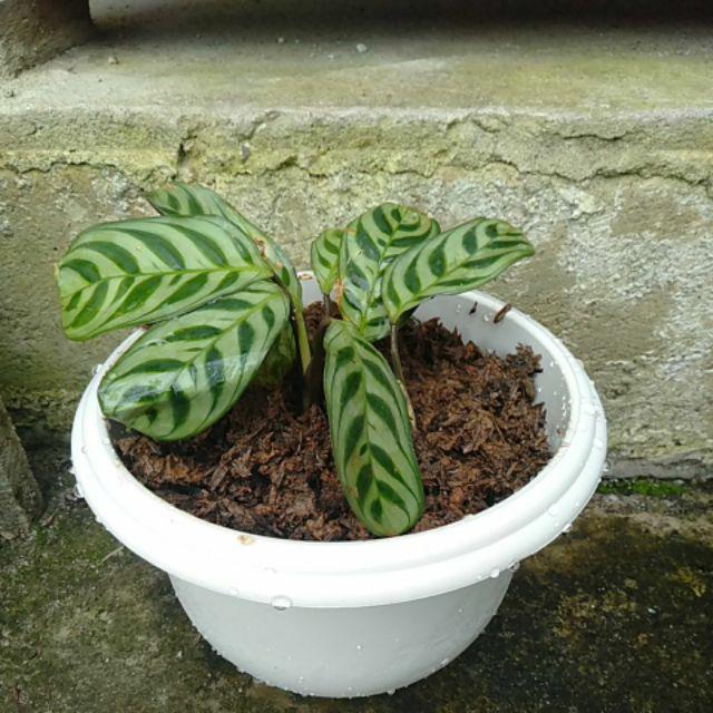 New Produck!! Tanaman Hias Calathea Sepat - Kalatea Sepat - Clathea Sepat