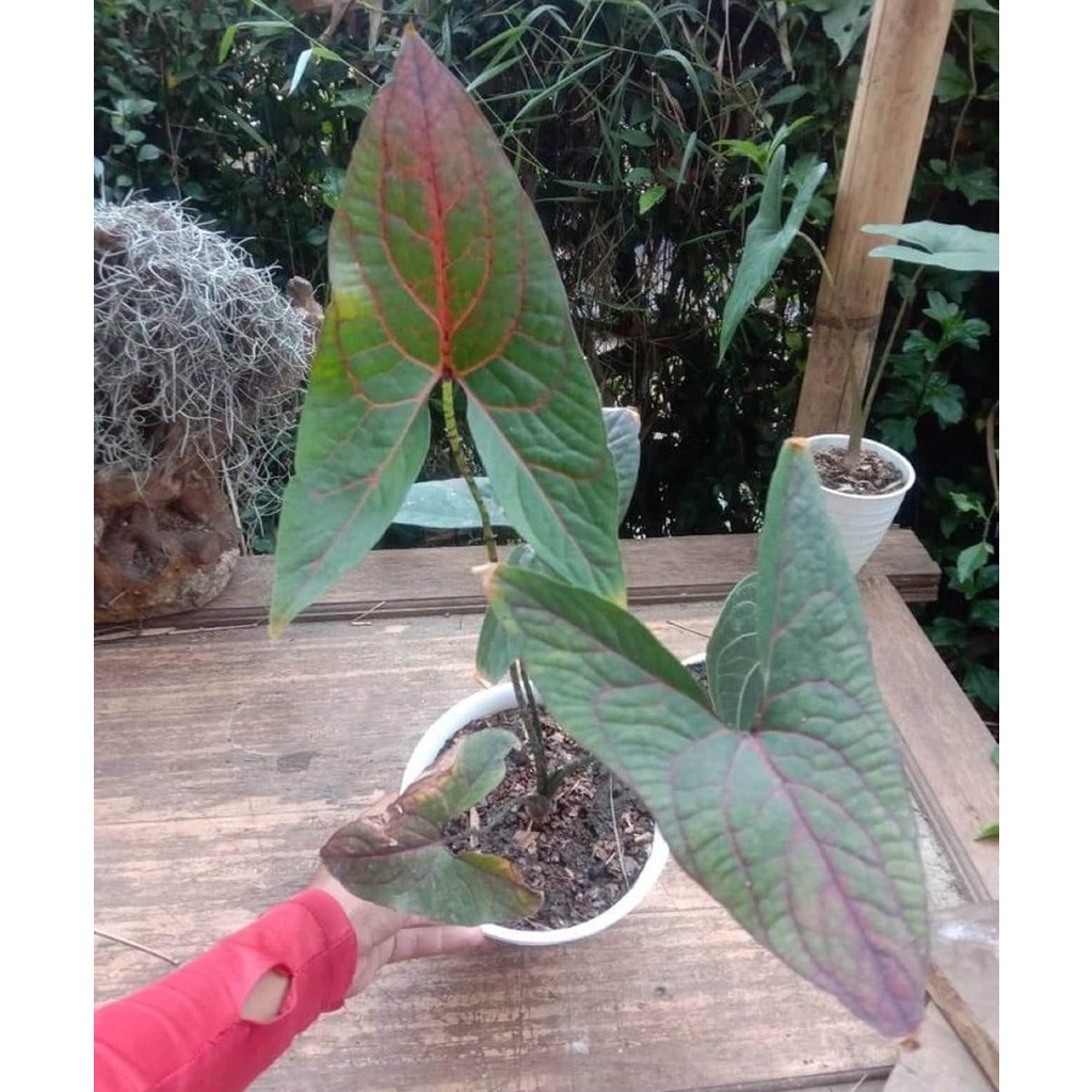 tanaman hias Alocasia Cyrtosperma Johnstonii Black Jack