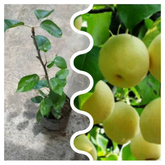 Bibit buah pir