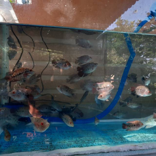 

Ikan Louhan / Lohan Burayak SRD 4-6cm