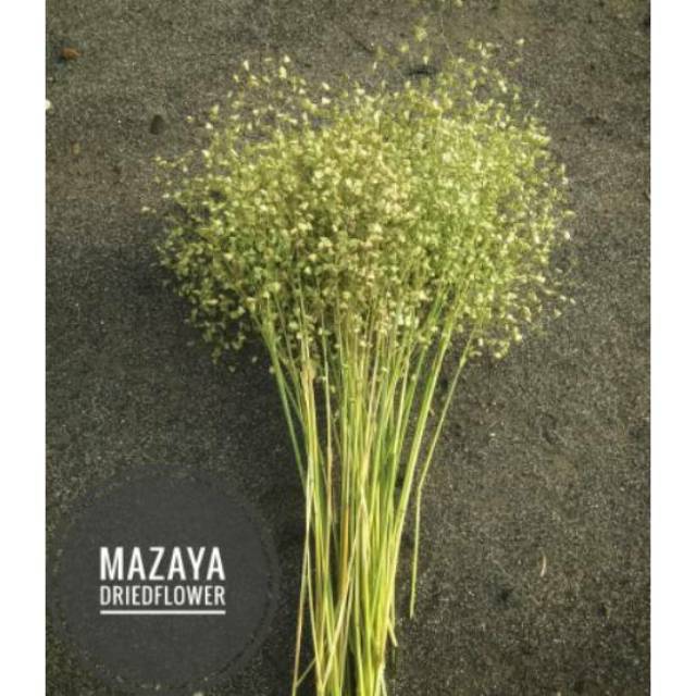 Wildery grass - bunga kering.