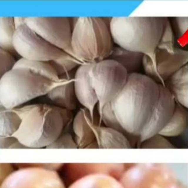 

Bawang Putih Kating