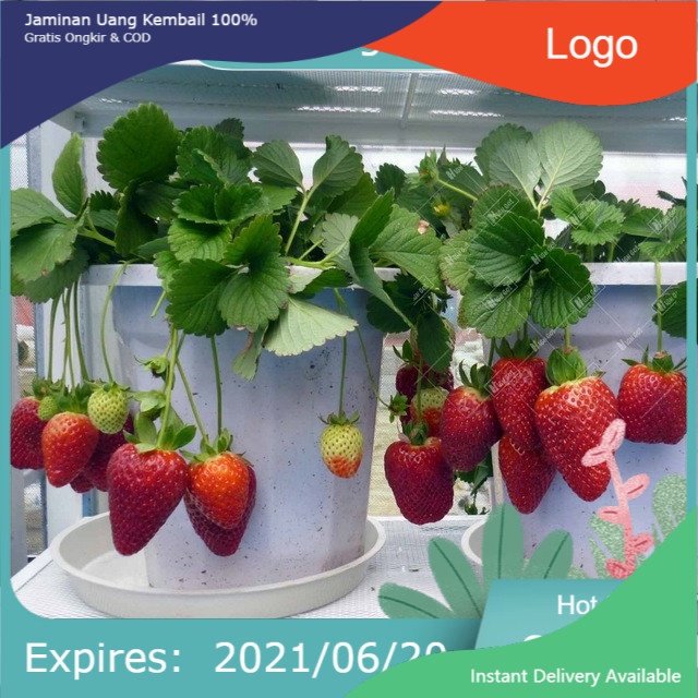 Bibit Tanaman Buah Stroberi / Strawberry - Sudah Adaptasi Daerah Panas