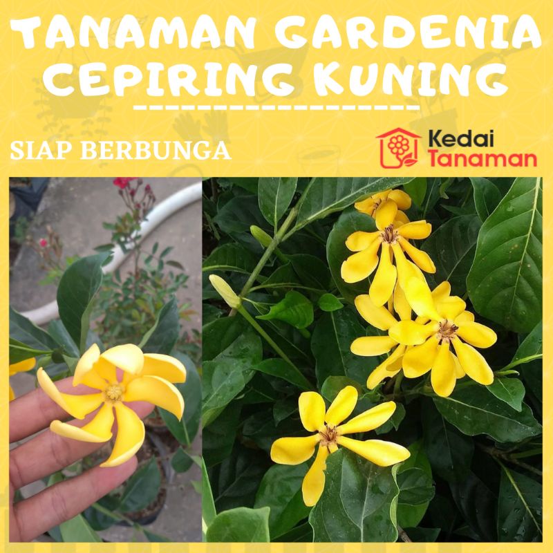 Tanaman Hias Bunga Melati Kacapiring Kuning Wangi - Tanaman Bunga Gardenia Kuning Harum - Bunga Mela