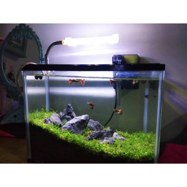 Jasa Pembuatan Aquascape Tema Iwagumi 60cm Shopee Indonesia